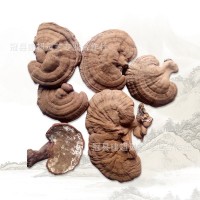 基地直供藥廠投料靈芝 農(nóng)家合作社自產(chǎn)自銷赤靈芝