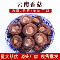 云耳牌云南香菇菌菇山珍南北干貨食用菌金錢菇批發(fā)源頭廠家直供