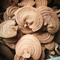 產(chǎn)地銷售赤靈芝 帶粉靈芝 藥廠投料靈芝