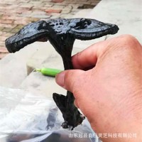 山東冠縣靈芝之鄉(xiāng)黑靈芝