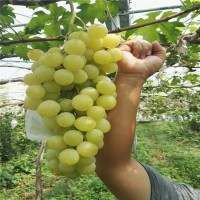 葡萄品種苗批發(fā) 指導(dǎo)1年跟蹤管理 死苗補發(fā) 量大送貨知道栽種