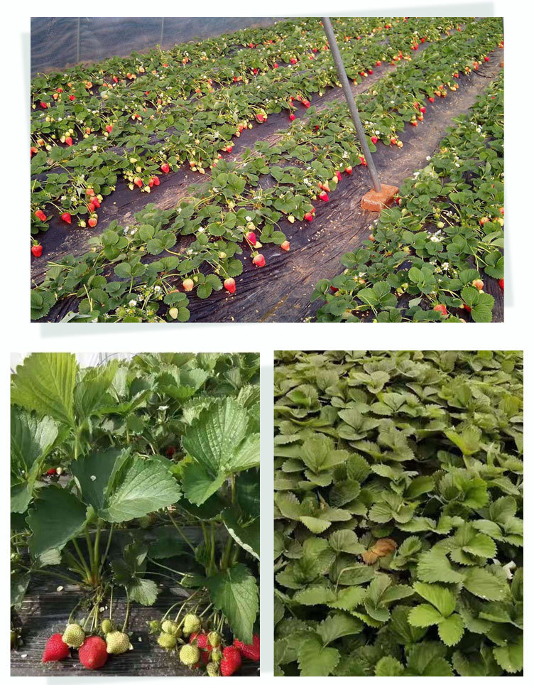 1、草莓_08