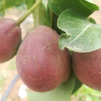 苗圃現(xiàn)貨梨樹苗嫁接好成活盆栽地栽梨樹苗價(jià)優(yōu)脆甜多汁黃冠梨樹苗
