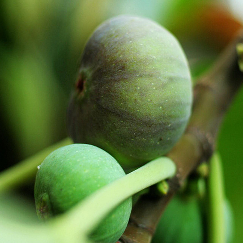 無(wú)花果苗 (10).jpg