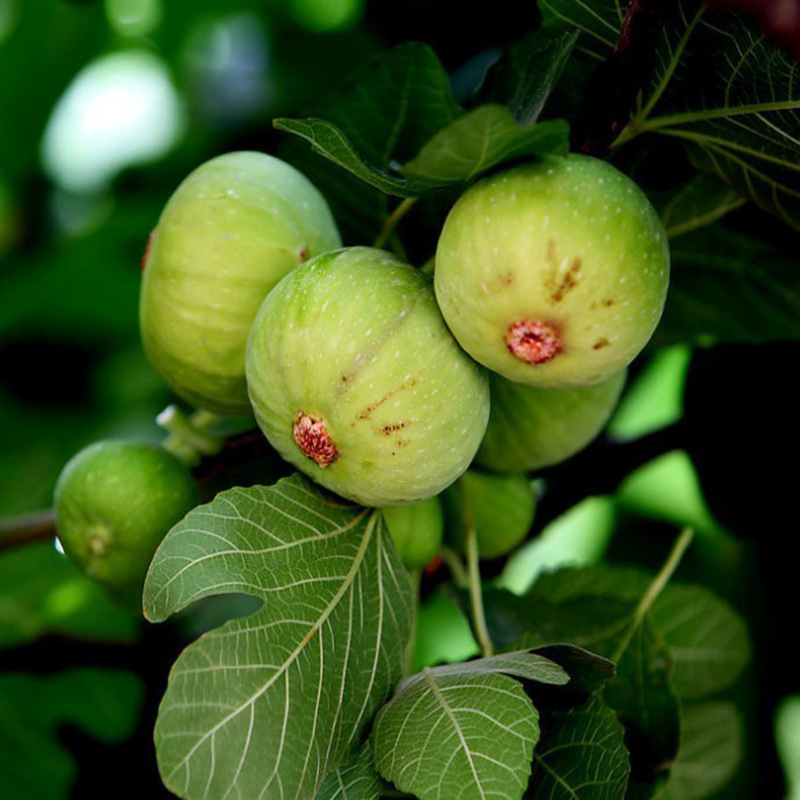 無(wú)花果苗 (16).jpg