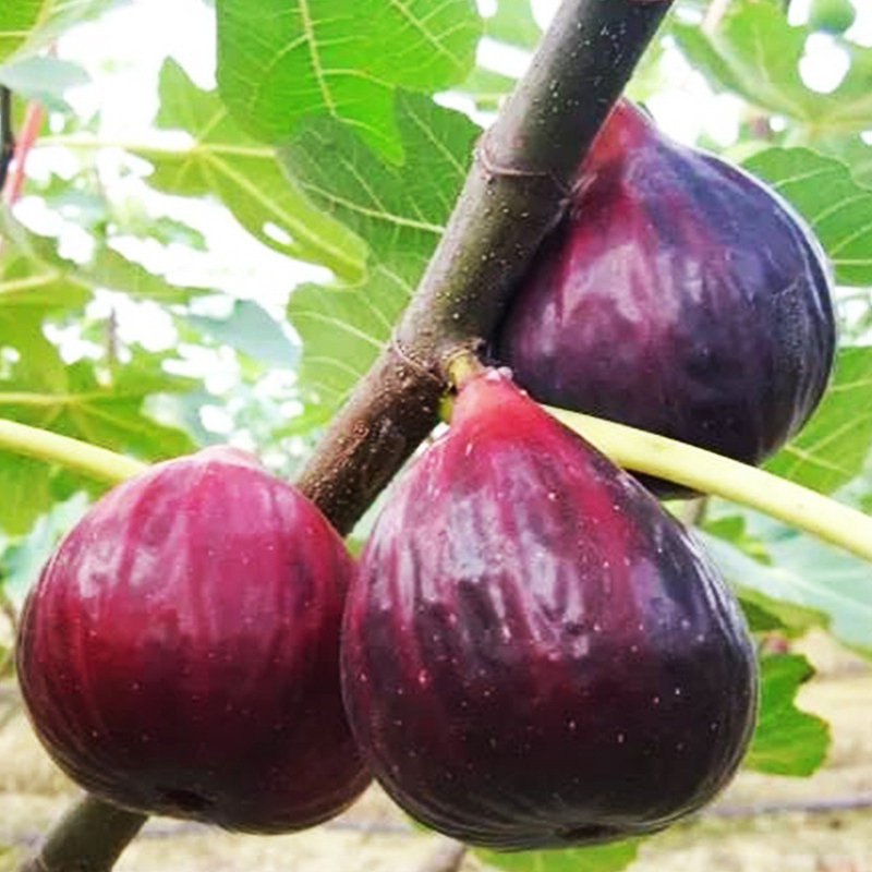 無(wú)花果苗 (4).jpg