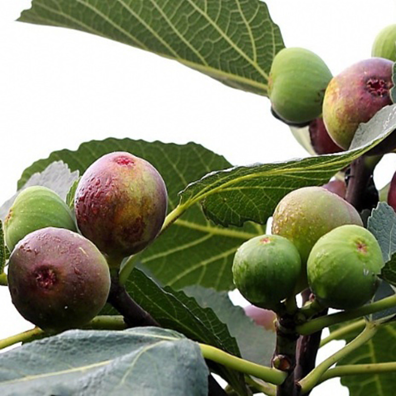 無(wú)花果苗 (20).JPG