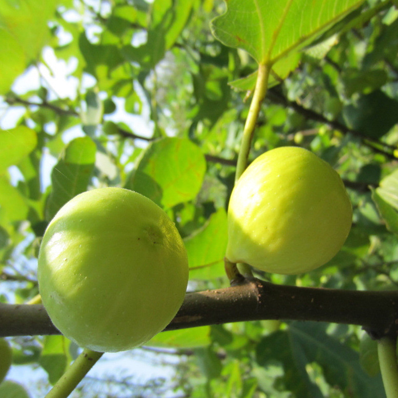 無(wú)花果苗 (14).jpg