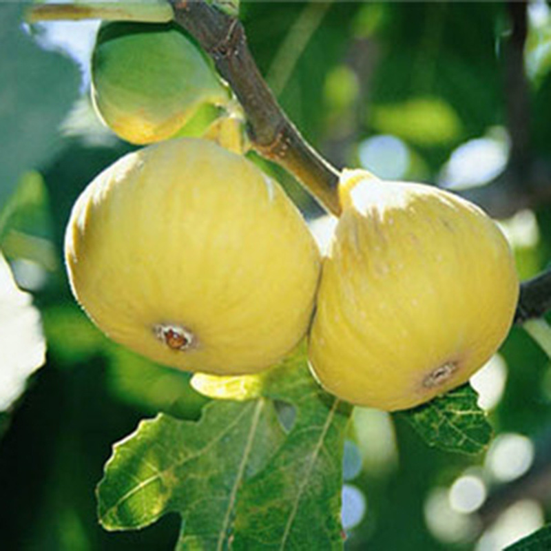 無(wú)花果苗 (7).jpg