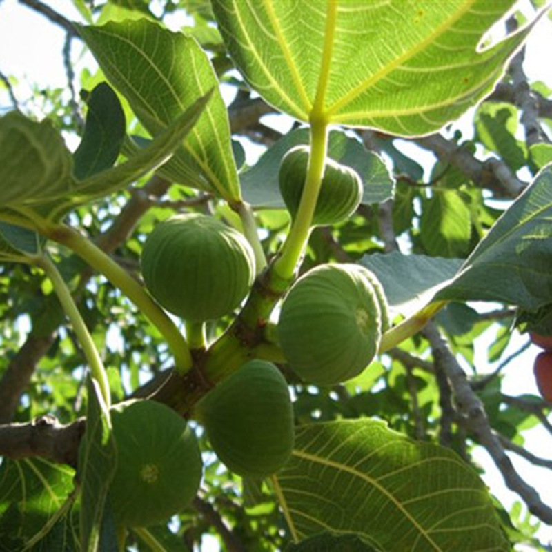 無(wú)花果苗 (6).jpg