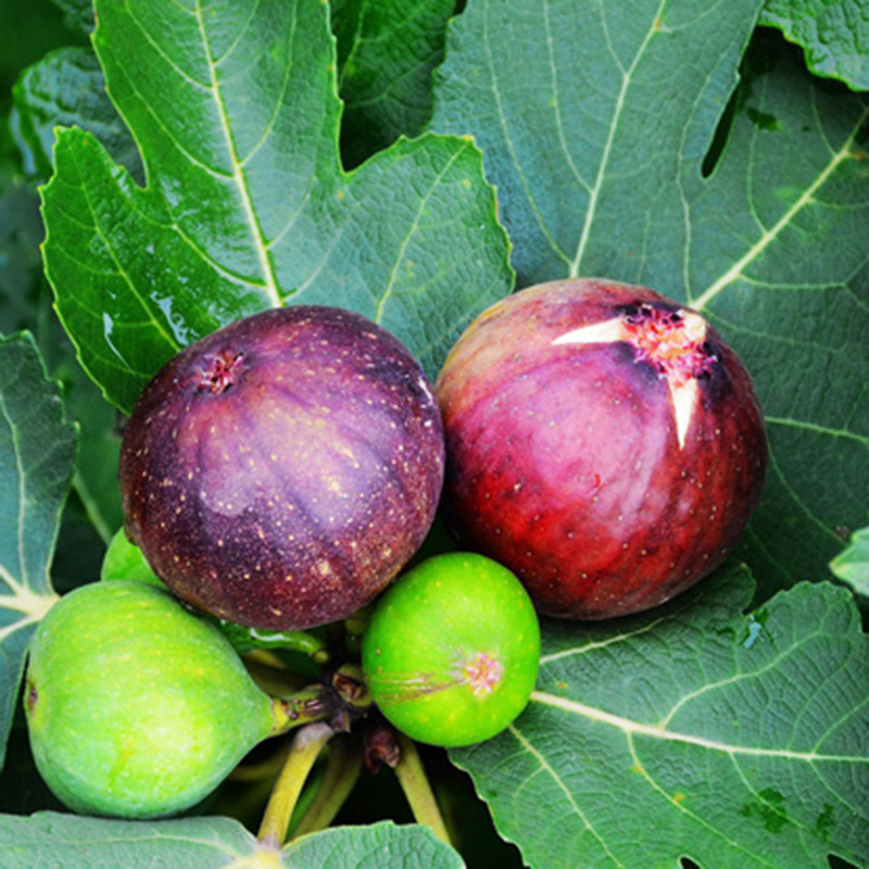 無(wú)花果苗 (5).jpg