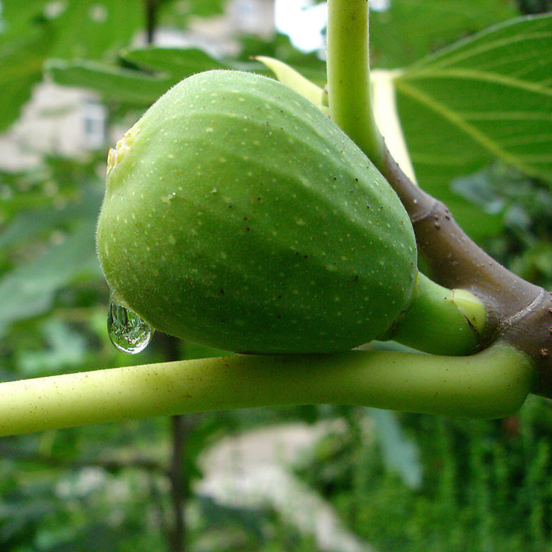 無(wú)花果苗 (17).jpg