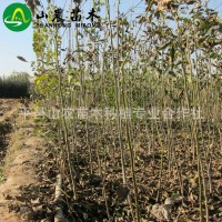 基地供應(yīng) 核桃苗品種 核桃苗批發(fā) 棵棵精挑細(xì)選 現(xiàn)挖現(xiàn)賣
