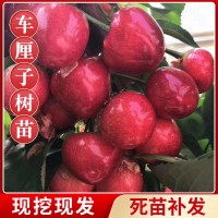 矮化櫻桃樹苗果樹苗嫁接齊早美早大櫻桃樹苗新品種車?yán)遄訕涿缗l(fā)