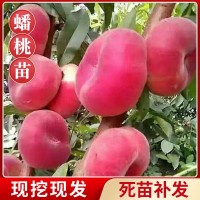 基地供應(yīng)蟠桃樹苗嫁接油蟠桃毛蟠桃樹苗盆栽地栽南北方種植桃子苗