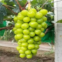 紅提葡萄樹苗 陽光玫瑰葡萄苗基地 巨峰無核夏黑嫁接葡萄苗穴盤苗