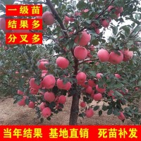 蘋(píng)果樹(shù)苗盆栽南方北方種植地栽冰糖心小蘋(píng)果苗矮化果樹(shù)當(dāng)年結(jié)果