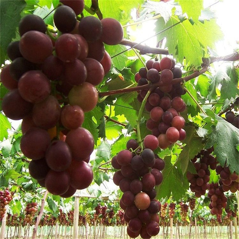 供應(yīng)高產(chǎn)保收美國紅提葡萄苗 果樹直銷好成活美國紅提葡萄苗