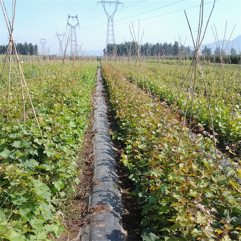 供應(yīng)高產(chǎn)保收美國紅提葡萄苗 果樹直銷好成活美國紅提葡萄苗