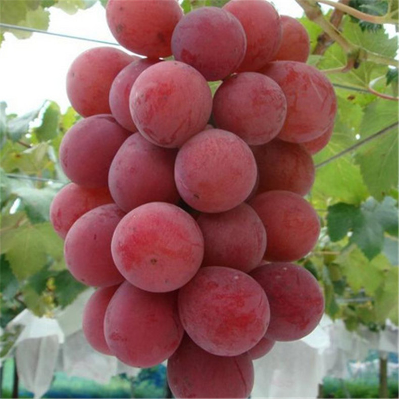 供應(yīng)高產(chǎn)保收美國紅提葡萄苗 果樹直銷好成活美國紅提葡萄苗