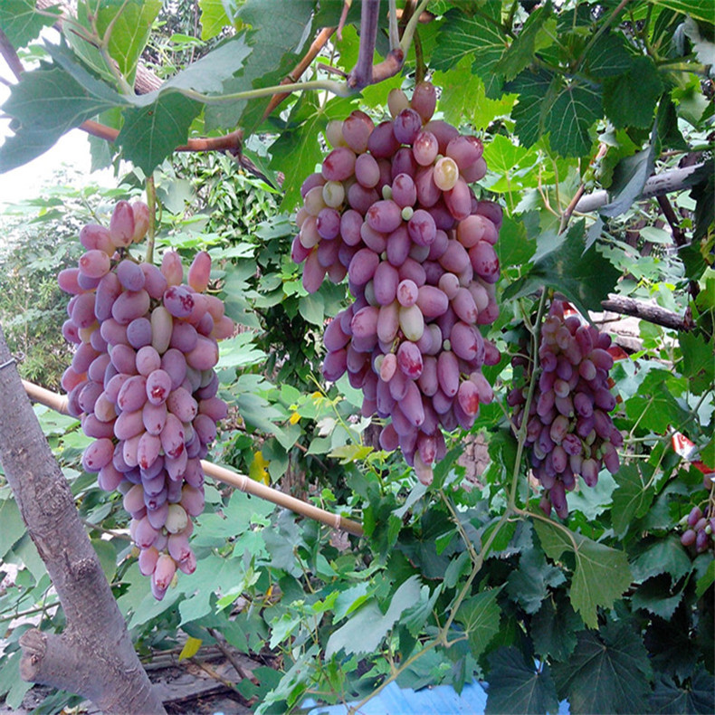 供應(yīng)高產(chǎn)保收美國紅提葡萄苗 果樹直銷好成活美國紅提葡萄苗