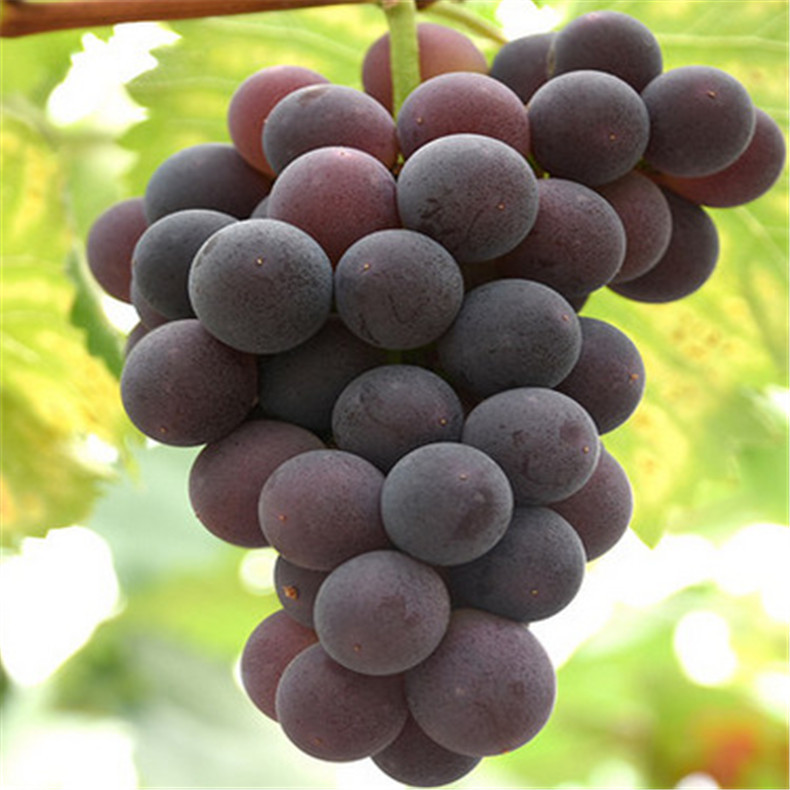 供應(yīng)高產(chǎn)保收美國紅提葡萄苗 果樹直銷好成活美國紅提葡萄苗