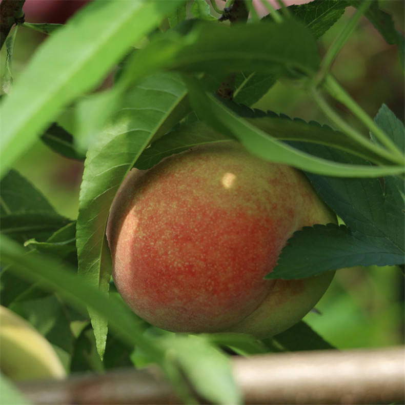 基地出售好成活永蓮蜜桃樹苗 自家培育的抗旱抗寒映霜紅桃樹苗