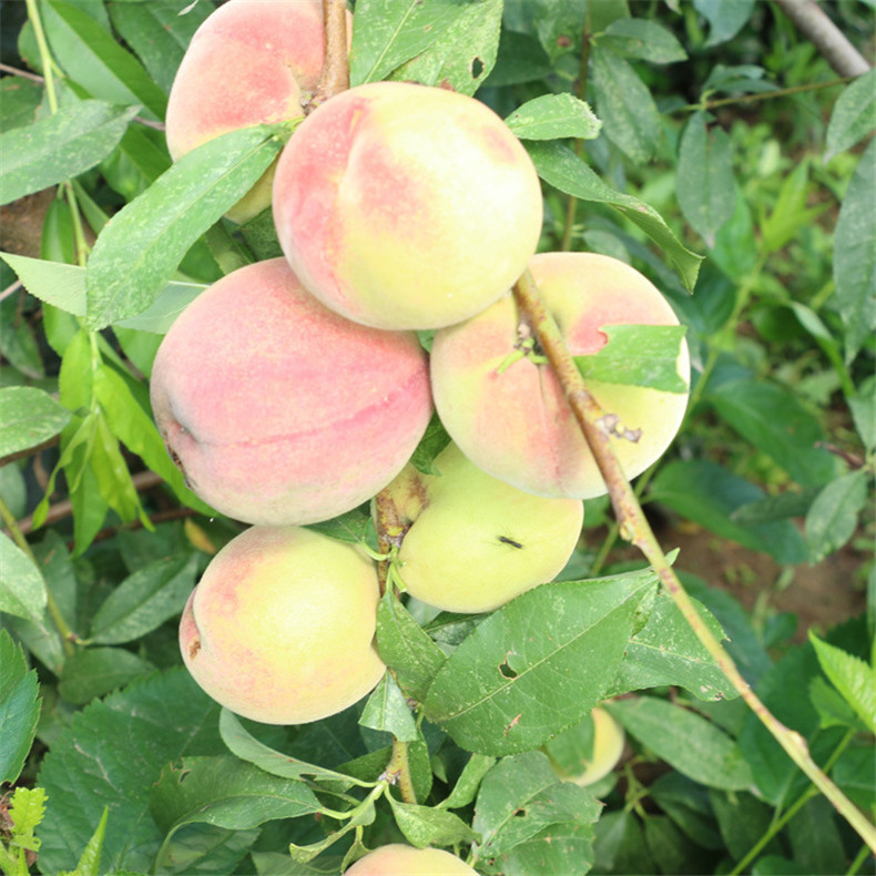 基地出售好成活永蓮蜜桃樹苗 自家培育的抗旱抗寒映霜紅桃樹苗