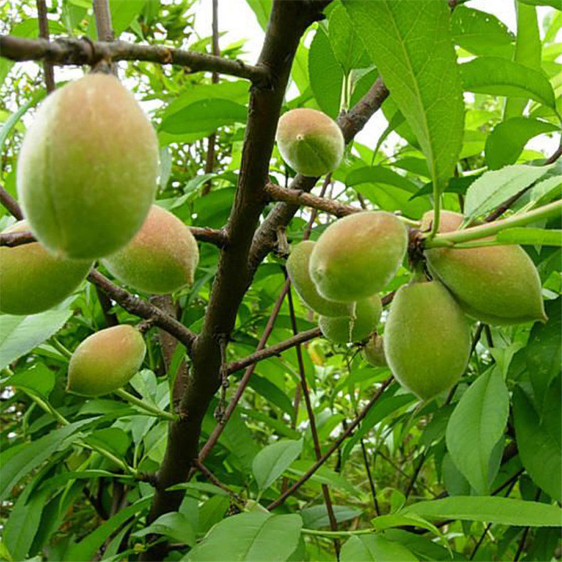 基地出售好成活永蓮蜜桃樹苗 自家培育的抗旱抗寒映霜紅桃樹苗