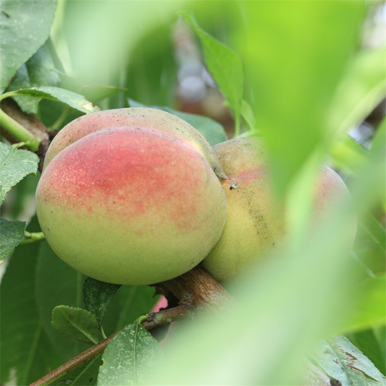 基地出售好成活永蓮蜜桃樹苗 自家培育的抗旱抗寒映霜紅桃樹苗