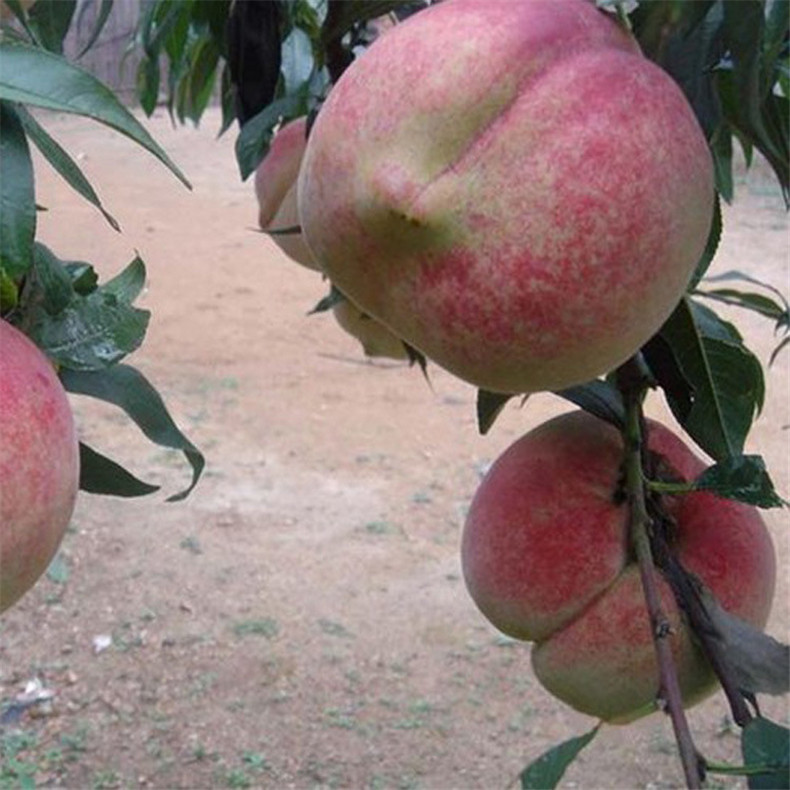 基地出售好成活永蓮蜜桃樹苗 自家培育的抗旱抗寒映霜紅桃樹苗