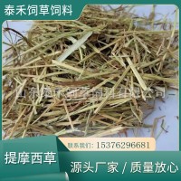 提摩西草奶牛梯牧草草段短方便喂食草質(zhì)軟桿葉綠適合各種動物食用