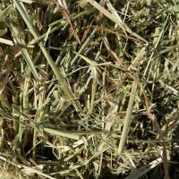 燕麥草 國產(chǎn)牧草飼料牛羊馬牧草顏色嫩適口性強(qiáng)提摩西草