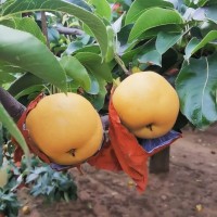 一件代發(fā) 當(dāng)季新鮮采摘 脆甜多汁 冰糖梨 豐水梨 秋月梨 萊陽梨
