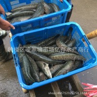 大量供應(yīng)批發(fā)淡水養(yǎng)殖新鮮活水產(chǎn) 烏鱧 黑魚 財魚 餐飲酒店直供