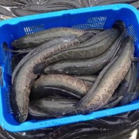 大量長期供應蘇浙魯滬地區(qū) 黑魚 成魚 生態(tài)養(yǎng)殖淡水黑魚 活魚烏魚