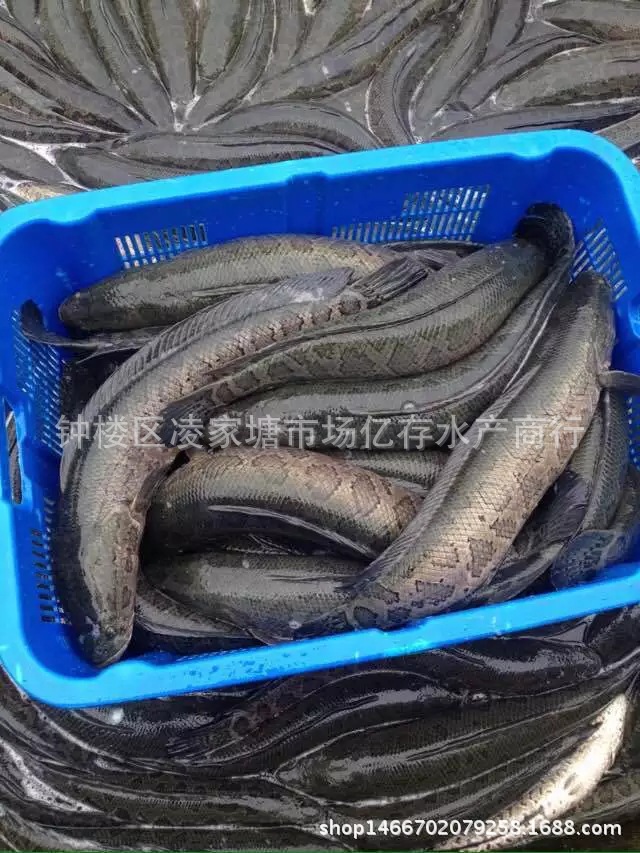 3251002038_1936222287.jpg_.web