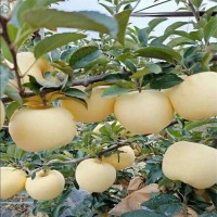 明月蘋(píng)果苗現(xiàn)挖現(xiàn)賣(mài)保濕郵寄 蘋(píng)果苗價(jià)格優(yōu)惠 蘋(píng)果苗量大從優(yōu)