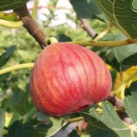 基地批發(fā)無(wú)花果苗 波姬紅無(wú)花果苗 波姬紅無(wú)花果小樹(shù)苗 量大優(yōu)惠