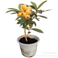 枇杷苗 大五星/白沙枇杷苗 枇杷樹(shù)苗果樹(shù)苗批發(fā) 當(dāng)年結(jié)果大苗