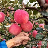 蘋(píng)果苗樹(shù)四季果樹(shù)紅富士地栽嫁接 南北方種植盆栽蘋(píng)果樹(shù)苗圃 量大