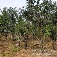 苗圃柿子樹(shù) 日本甜柿樹(shù)柿子樹(shù)嫁接柿子樹(shù)規(guī)格齊全成活率高
