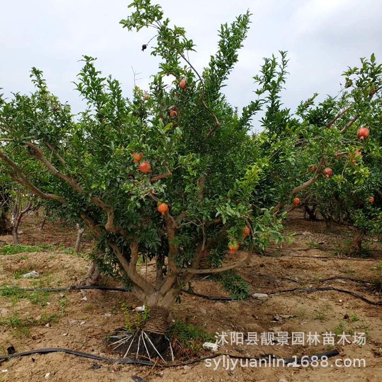 微信圖片_20200804144437