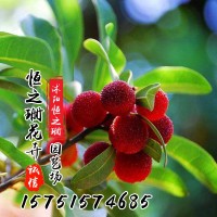楊梅苗果樹南方地栽北方種植楊梅樹樹苗當年結果