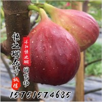 基地直發(fā)無花果樹苗南方北方種植波姬紅無花果苗規(guī)格齊全當(dāng)年掛果