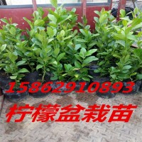檸檬樹(shù)苗四季香水檸檬樹(shù)苗圓檸檬西檸本地檸檬嫁接苗盆栽地栽
