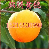 嫁接桃樹苗 錦繡黃桃苗 黃金蜜4號(hào)桃樹苗 黃桃樹苗蟠桃黃毛桃果苗