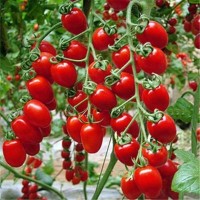 四季播種櫻桃番茄種子圣女果小番茄 陽(yáng)臺(tái)盆栽西紅柿蔬菜水果種子