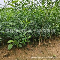 香橙苗 四川小葉軟枝香橙苗 資陽(yáng)軟枝香橙實(shí)生苗 沃柑砧木苗