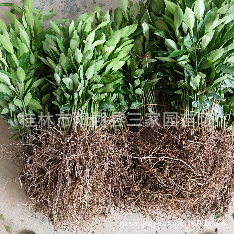 IMG_20190715_131754_副本